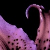 Stargazer