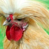Spring Chicken