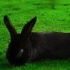 Long Hare