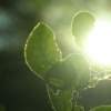 The Light