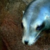 Sea Lion