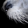 Whiskered