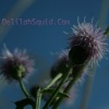 Tufts