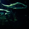 Shark Party