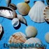 Shells
