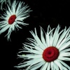 Blooms