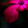 Receptive