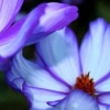 Flora