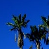 Palms