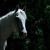 Of the Unicorns