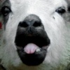 Baaa!