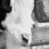 Two Goat Fence