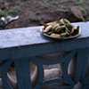 Mango Skins