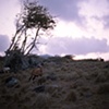Hillside