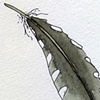 seagull feather