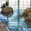 shedd oceanarium