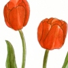 tulips shaking hands