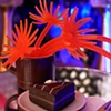 space flowers and cake