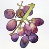 grapes
