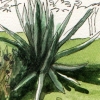 boynton beach garden