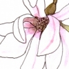 magnolia talks to a star