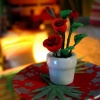 roses - miniature