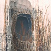 Detail of Landscape: Threshole