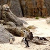 Boulder Penquins