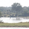 Elephant Crossings