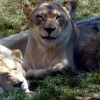 Smiling Jezebel