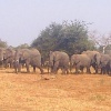 Passing Herd II