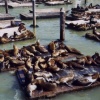 Pier 39 Seals