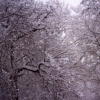 Snow Day III