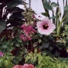 Conservatory Flowers