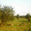Grazing Steenbok