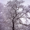 Snow Day IV