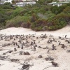 Colony of Penquins