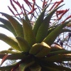 African Plant