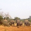 Passing Herd