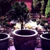 Ming Tomb Planters
