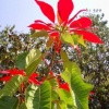 Towering Flower
