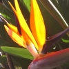 Bird of Paradise