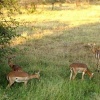 Grazing Impala