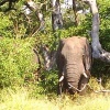 Peeking Elephant