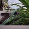 Conservatory of Flowers Pond