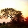 African Sunset