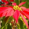 African Flower