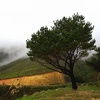 Chapman's Peak Tree
