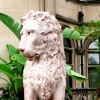 Lion guards the deck