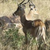 Impala